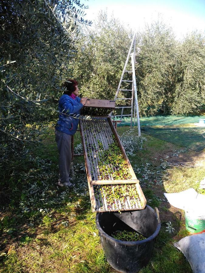 "Country House Il Brolo" Polpenazze del Garda Ngoại thất bức ảnh